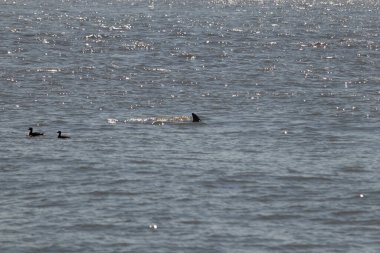 Sudan çıkan bu resimde siyah bir yüzgeç görülebilir. Bu şişe burunlu yunusun sırt üstü yavaşça okyanusta sürüklenişi. Dalgaların dalgaları her yerde görülebilir..