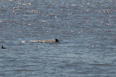 Sudan çıkan bu resimde siyah bir yüzgeç görülebilir. Bu şişe burunlu yunusun sırt üstü yavaşça okyanusta sürüklenişi. Dalgaların dalgaları her yerde görülebilir..