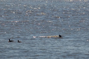 Sudan çıkan bu resimde siyah bir yüzgeç görülebilir. Bu şişe burunlu yunusun sırt üstü yavaşça okyanusta sürüklenişi. Dalgaların dalgaları her yerde görülebilir..