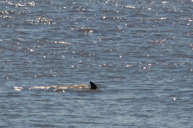 Sudan çıkan bu resimde siyah bir yüzgeç görülebilir. Bu şişe burunlu yunusun sırt üstü yavaşça okyanusta sürüklenişi. Dalgaların dalgaları her yerde görülebilir..