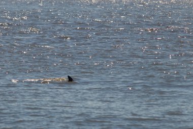 Sudan çıkan bu resimde siyah bir yüzgeç görülebilir. Bu şişe burunlu yunusun sırt üstü yavaşça okyanusta sürüklenişi. Dalgaların dalgaları her yerde görülebilir..