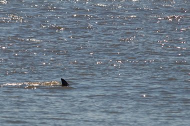Sudan çıkan bu resimde siyah bir yüzgeç görülebilir. Bu şişe burunlu yunusun sırt üstü yavaşça okyanusta sürüklenişi. Dalgaların dalgaları her yerde görülebilir..