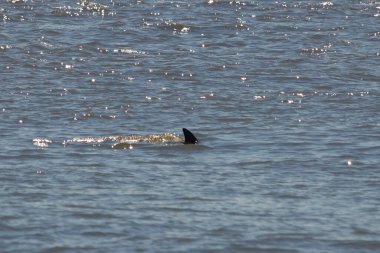 Sudan çıkan bu resimde siyah bir yüzgeç görülebilir. Bu şişe burunlu yunusun sırt üstü yavaşça okyanusta sürüklenişi. Dalgaların dalgaları her yerde görülebilir..