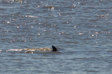 Sudan çıkan bu resimde siyah bir yüzgeç görülebilir. Bu şişe burunlu yunusun sırt üstü yavaşça okyanusta sürüklenişi. Dalgaların dalgaları her yerde görülebilir..