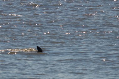 Sudan çıkan bu resimde siyah bir yüzgeç görülebilir. Bu şişe burunlu yunusun sırt üstü yavaşça okyanusta sürüklenişi. Dalgaların dalgaları her yerde görülebilir..