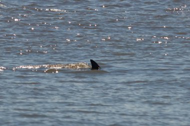 Sudan çıkan bu resimde siyah bir yüzgeç görülebilir. Bu şişe burunlu yunusun sırt üstü yavaşça okyanusta sürüklenişi. Dalgaların dalgaları her yerde görülebilir..
