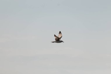 Bu güzel kuş görüntüde süzülüyor. Güzel kahverengi martı bulutlu bir gökyüzünde yavaşça süzülüyor. Bu Jersey sahilinin popüler bir sahil kuşu. Kuşumuz yiyecek arıyor..