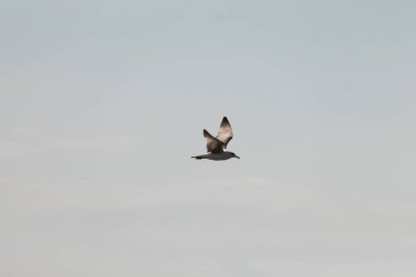 Bu güzel kuş görüntüde süzülüyor. Güzel kahverengi martı bulutlu bir gökyüzünde yavaşça süzülüyor. Bu Jersey sahilinin popüler bir sahil kuşu. Kuşumuz yiyecek arıyor..