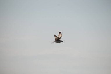 Bu güzel kuş görüntüde süzülüyor. Güzel kahverengi martı bulutlu bir gökyüzünde yavaşça süzülüyor. Bu Jersey sahilinin popüler bir sahil kuşu. Kuşumuz yiyecek arıyor..