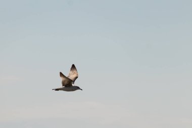 Bu güzel kuş görüntüde süzülüyor. Güzel kahverengi martı bulutlu bir gökyüzünde yavaşça süzülüyor. Bu Jersey sahilinin popüler bir sahil kuşu. Kuşumuz yiyecek arıyor..