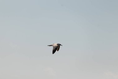 Bu güzel kuş görüntüde süzülüyor. Güzel kahverengi martı bulutlu bir gökyüzünde yavaşça süzülüyor. Bu Jersey sahilinin popüler bir sahil kuşu. Kuşumuz yiyecek arıyor..