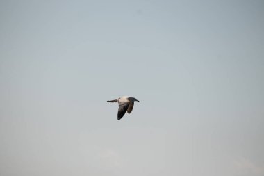 Bu güzel kuş görüntüde süzülüyor. Güzel kahverengi martı bulutlu bir gökyüzünde yavaşça süzülüyor. Bu Jersey sahilinin popüler bir sahil kuşu. Kuşumuz yiyecek arıyor..
