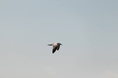 Bu güzel kuş görüntüde süzülüyor. Güzel kahverengi martı bulutlu bir gökyüzünde yavaşça süzülüyor. Bu Jersey sahilinin popüler bir sahil kuşu. Kuşumuz yiyecek arıyor..