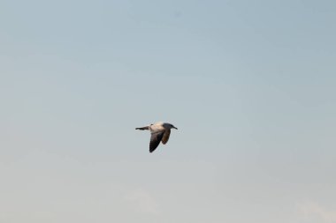 Bu güzel kuş görüntüde süzülüyor. Güzel kahverengi martı bulutlu bir gökyüzünde yavaşça süzülüyor. Bu Jersey sahilinin popüler bir sahil kuşu. Kuşumuz yiyecek arıyor..