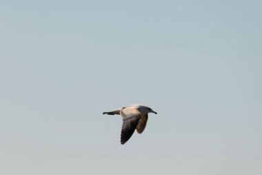 Bu güzel kuş görüntüde süzülüyor. Güzel kahverengi martı bulutlu bir gökyüzünde yavaşça süzülüyor. Bu Jersey sahilinin popüler bir sahil kuşu. Kuşumuz yiyecek arıyor..
