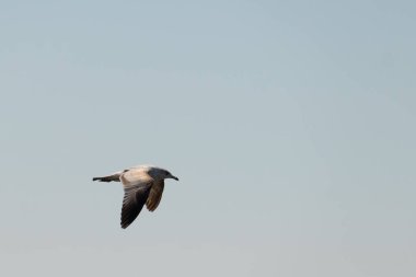 Bu güzel kuş görüntüde süzülüyor. Güzel kahverengi martı bulutlu bir gökyüzünde yavaşça süzülüyor. Bu Jersey sahilinin popüler bir sahil kuşu. Kuşumuz yiyecek arıyor..