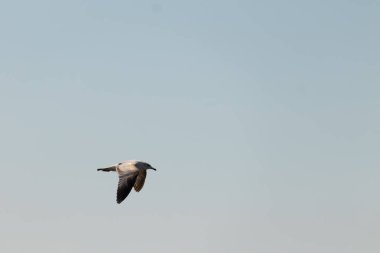 Bu güzel kuş görüntüde süzülüyor. Güzel kahverengi martı bulutlu bir gökyüzünde yavaşça süzülüyor. Bu Jersey sahilinin popüler bir sahil kuşu. Kuşumuz yiyecek arıyor..