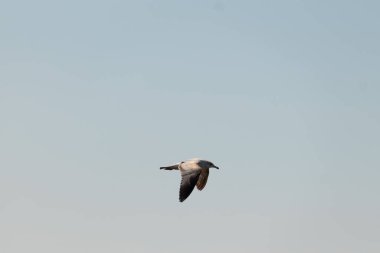 Bu güzel kuş görüntüde süzülüyor. Güzel kahverengi martı bulutlu bir gökyüzünde yavaşça süzülüyor. Bu Jersey sahilinin popüler bir sahil kuşu. Kuşumuz yiyecek arıyor..