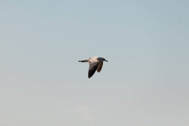 Bu güzel kuş görüntüde süzülüyor. Güzel kahverengi martı bulutlu bir gökyüzünde yavaşça süzülüyor. Bu Jersey sahilinin popüler bir sahil kuşu. Kuşumuz yiyecek arıyor..