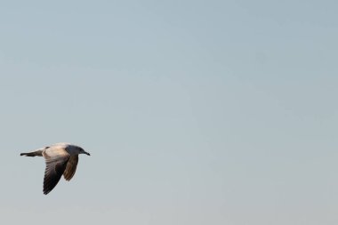 Bu güzel kuş görüntüde süzülüyor. Güzel kahverengi martı bulutlu bir gökyüzünde yavaşça süzülüyor. Bu Jersey sahilinin popüler bir sahil kuşu. Kuşumuz yiyecek arıyor..