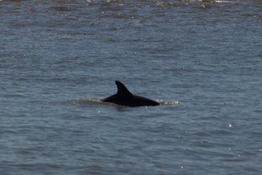 Sudan çıkan bu resimde siyah bir yüzgeç görülebilir. Bu şişe burunlu yunusun sırt üstü yavaşça okyanusta sürüklenişi. Dalgaların dalgaları her yerde görülebilir..