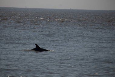 Sudan çıkan bu resimde siyah bir yüzgeç görülebilir. Bu şişe burunlu yunusun sırt üstü yavaşça okyanusta sürüklenişi. Dalgaların dalgaları her yerde görülebilir..