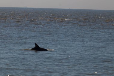 Sudan çıkan bu resimde siyah bir yüzgeç görülebilir. Bu şişe burunlu yunusun sırt üstü yavaşça okyanusta sürüklenişi. Dalgaların dalgaları her yerde görülebilir..