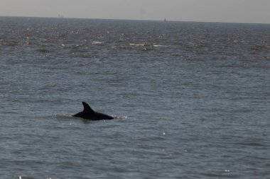 Sudan çıkan bu resimde siyah bir yüzgeç görülebilir. Bu şişe burunlu yunusun sırt üstü yavaşça okyanusta sürüklenişi. Dalgaların dalgaları her yerde görülebilir..