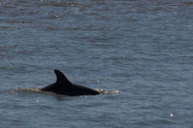 Sudan çıkan bu resimde siyah bir yüzgeç görülebilir. Bu şişe burunlu yunusun sırt üstü yavaşça okyanusta sürüklenişi. Dalgaların dalgaları her yerde görülebilir..