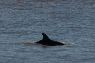 Sudan çıkan bu resimde siyah bir yüzgeç görülebilir. Bu şişe burunlu yunusun sırt üstü yavaşça okyanusta sürüklenişi. Dalgaların dalgaları her yerde görülebilir..