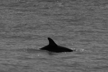 Sudan çıkan bu resimde siyah bir yüzgeç görülebilir. Bu şişe burunlu yunusun sırt üstü yavaşça okyanusta sürüklenişi. Dalgaların dalgaları her yerde görülebilir..
