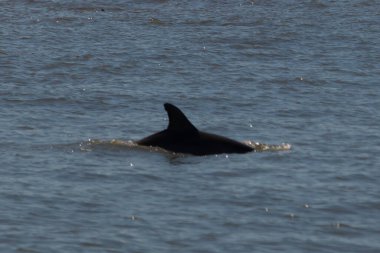 Sudan çıkan bu resimde siyah bir yüzgeç görülebilir. Bu şişe burunlu yunusun sırt üstü yavaşça okyanusta sürüklenişi. Dalgaların dalgaları her yerde görülebilir..