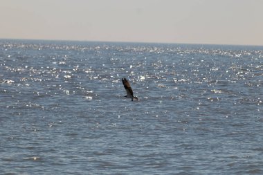 Bu güzel balık kartalı kuşu burada avının üzerine çullanırken görülüyor. Okyanustaki bu yırtıcılar bir sonraki kurbanlarını bulmak için dalgaları tarıyorlar. Güneş dalgaların arasından pırıldıyor pırıldayan elmaslar gibi.
