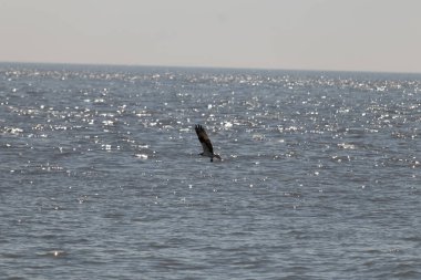 Bu güzel balık kartalı kuşu burada avının üzerine çullanırken görülüyor. Okyanustaki bu yırtıcılar bir sonraki kurbanlarını bulmak için dalgaları tarıyorlar. Güneş dalgaların arasından pırıldıyor pırıldayan elmaslar gibi.