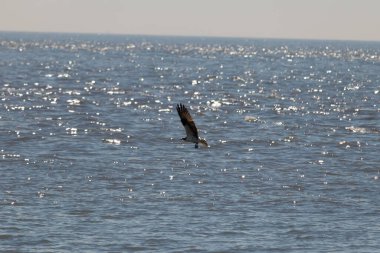 Bu güzel balık kartalı kuşu burada avının üzerine çullanırken görülüyor. Okyanustaki bu yırtıcılar bir sonraki kurbanlarını bulmak için dalgaları tarıyorlar. Güneş dalgaların arasından pırıldıyor pırıldayan elmaslar gibi.