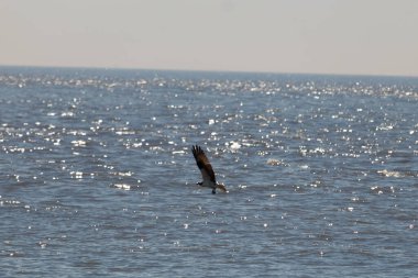 Bu güzel balık kartalı kuşu burada avının üzerine çullanırken görülüyor. Okyanustaki bu yırtıcılar bir sonraki kurbanlarını bulmak için dalgaları tarıyorlar. Güneş dalgaların arasından pırıldıyor pırıldayan elmaslar gibi.