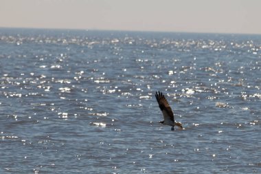 Bu güzel balık kartalı kuşu burada avının üzerine çullanırken görülüyor. Okyanustaki bu yırtıcılar bir sonraki kurbanlarını bulmak için dalgaları tarıyorlar. Güneş dalgaların arasından pırıldıyor pırıldayan elmaslar gibi.