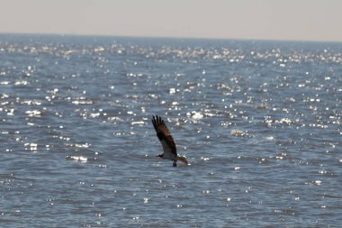 Bu güzel balık kartalı kuşu burada avının üzerine çullanırken görülüyor. Okyanustaki bu yırtıcılar bir sonraki kurbanlarını bulmak için dalgaları tarıyorlar. Güneş dalgaların arasından pırıldıyor pırıldayan elmaslar gibi.