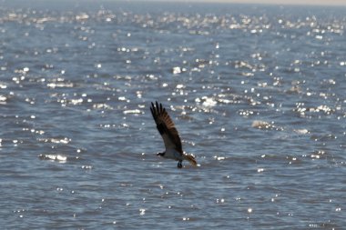 Bu güzel balık kartalı kuşu burada avının üzerine çullanırken görülüyor. Okyanustaki bu yırtıcılar bir sonraki kurbanlarını bulmak için dalgaları tarıyorlar. Güneş dalgaların arasından pırıldıyor pırıldayan elmaslar gibi.