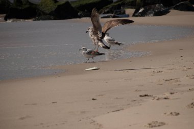 Bu sahildeki martıların bir görüntüsü. Büyük kahverengi kıyı kuşları büyük kanatlarını açmış bir iniş için geliyorlar. Etraflarını saran okyanusun yansıtıcı suyu..