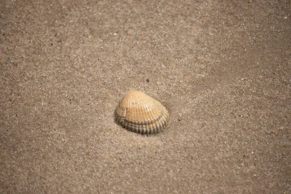 Sahilde güzel bir deniz kabuğu vardı. Kahverengi çıkıntılar ve güzel bantlar göze çarpmasına yardımcı oluyor. Bu kan sandığı kabuğu güneşin ışığını yakalıyor. Kum tanelerinin arasında duruyor..