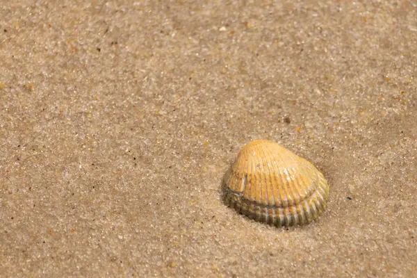 Sahilde güzel bir deniz kabuğu vardı. Kahverengi çıkıntılar ve güzel bantlar göze çarpmasına yardımcı oluyor. Bu kan sandığı kabuğu güneşin ışığını yakalıyor. Kum tanelerinin arasında duruyor..