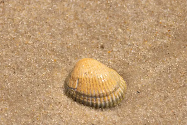 Sahilde güzel bir deniz kabuğu vardı. Kahverengi çıkıntılar ve güzel bantlar göze çarpmasına yardımcı oluyor. Bu kan sandığı kabuğu güneşin ışığını yakalıyor. Kum tanelerinin arasında duruyor..