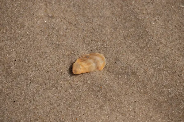 Güzel deniz kabuğu onu kumsalda oturuyordu. İstiridye kabuğuna benzeyen şey, güneşin parıltısını yakalayarak neredeyse bronzlaştırıcı rengiyle parlatmaktır. Kahverengi kum taneleri her yerde..