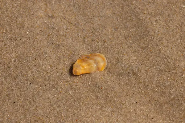 Güzel deniz kabuğu onu kumsalda oturuyordu. İstiridye kabuğuna benzeyen şey, güneşin parıltısını yakalayarak neredeyse bronzlaştırıcı rengiyle parlatmaktır. Kahverengi kum taneleri her yerde..