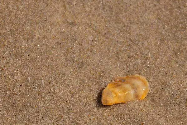 Güzel deniz kabuğu onu kumsalda oturuyordu. İstiridye kabuğuna benzeyen şey, güneşin parıltısını yakalayarak neredeyse bronzlaştırıcı rengiyle parlatmaktır. Kahverengi kum taneleri her yerde..