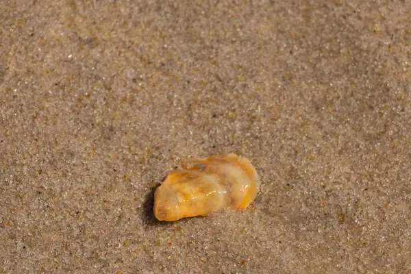 Güzel deniz kabuğu onu kumsalda oturuyordu. İstiridye kabuğuna benzeyen şey, güneşin parıltısını yakalayarak neredeyse bronzlaştırıcı rengiyle parlatmaktır. Kahverengi kum taneleri her yerde..