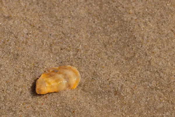 Güzel deniz kabuğu onu kumsalda oturuyordu. İstiridye kabuğuna benzeyen şey, güneşin parıltısını yakalayarak neredeyse bronzlaştırıcı rengiyle parlatmaktır. Kahverengi kum taneleri her yerde..
