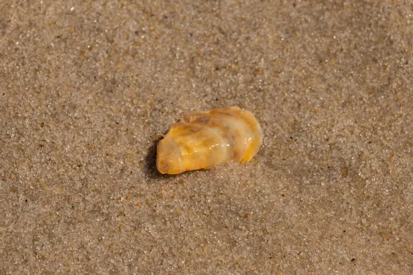 Güzel deniz kabuğu onu kumsalda oturuyordu. İstiridye kabuğuna benzeyen şey, güneşin parıltısını yakalayarak neredeyse bronzlaştırıcı rengiyle parlatmaktır. Kahverengi kum taneleri her yerde..