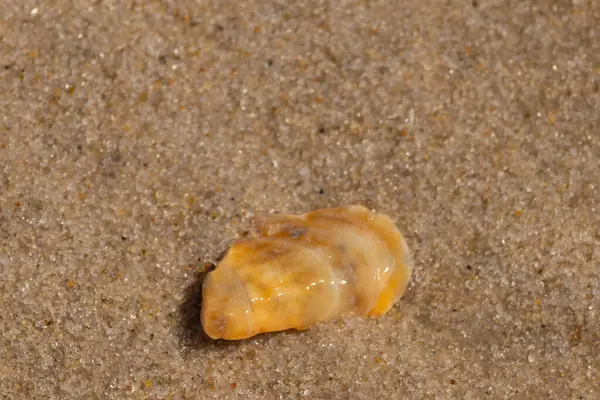 Güzel deniz kabuğu onu kumsalda oturuyordu. İstiridye kabuğuna benzeyen şey, güneşin parıltısını yakalayarak neredeyse bronzlaştırıcı rengiyle parlatmaktır. Kahverengi kum taneleri her yerde..